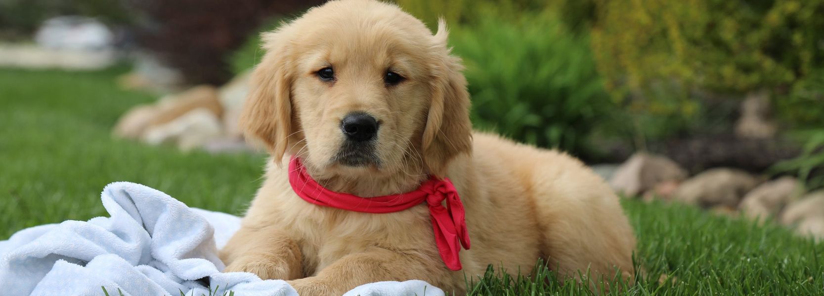 IP-Hero4.jpg