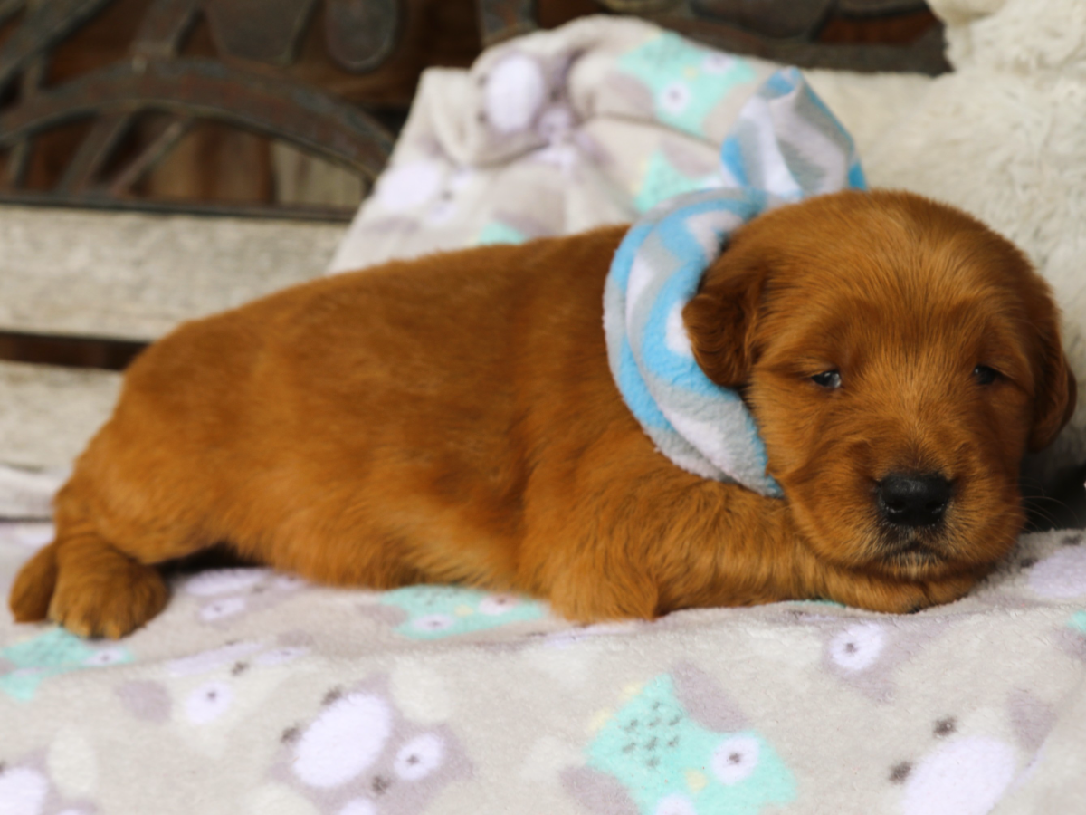 Gaston • click to meet