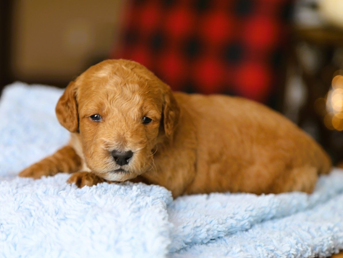 Greyson • click to meet