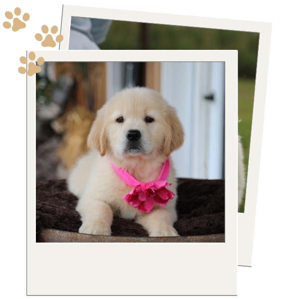 Golden Retriever Puppies for Sale - Image 2.png