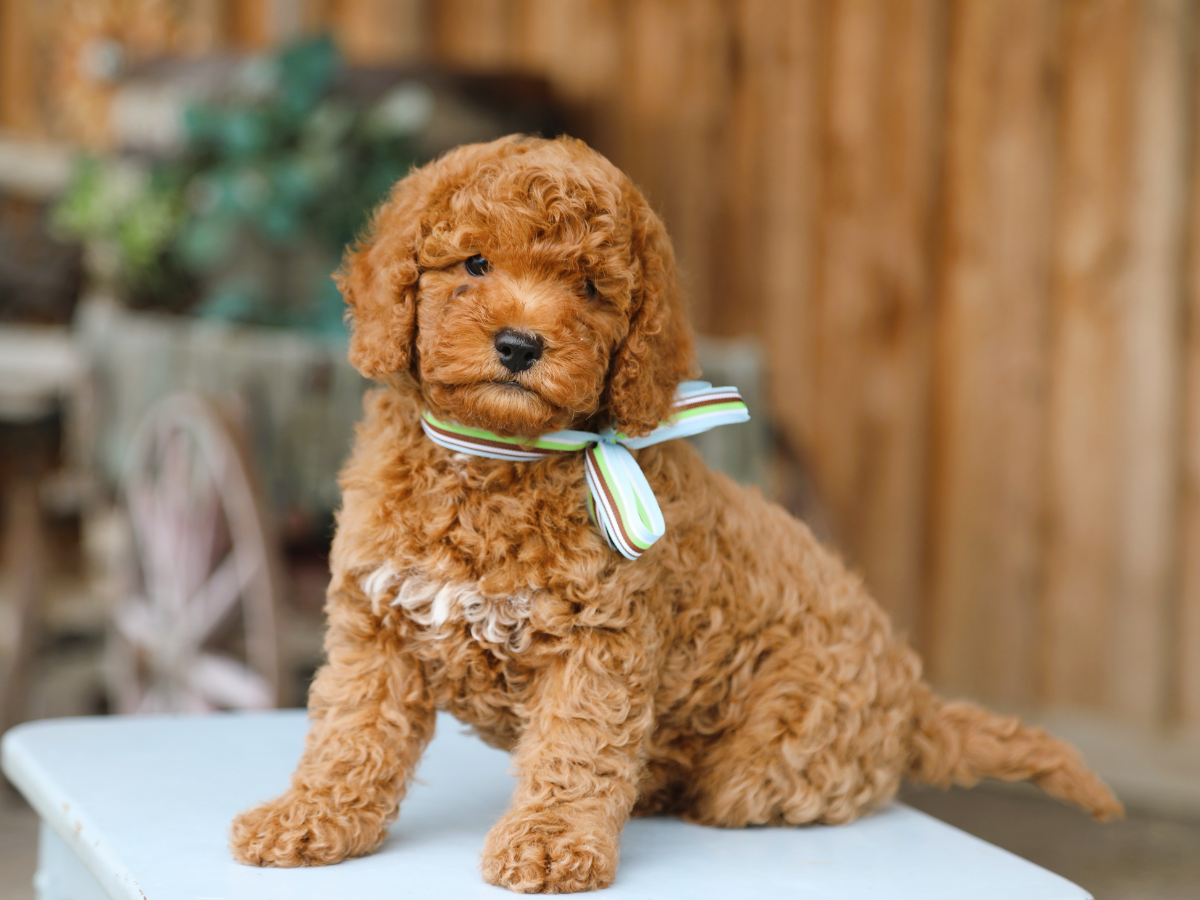 Theo • click to meet