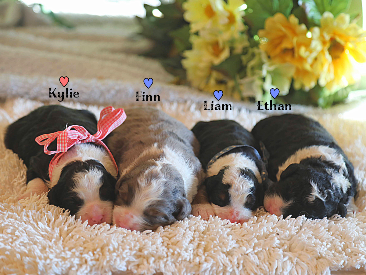 Kate's Babies • click to meet