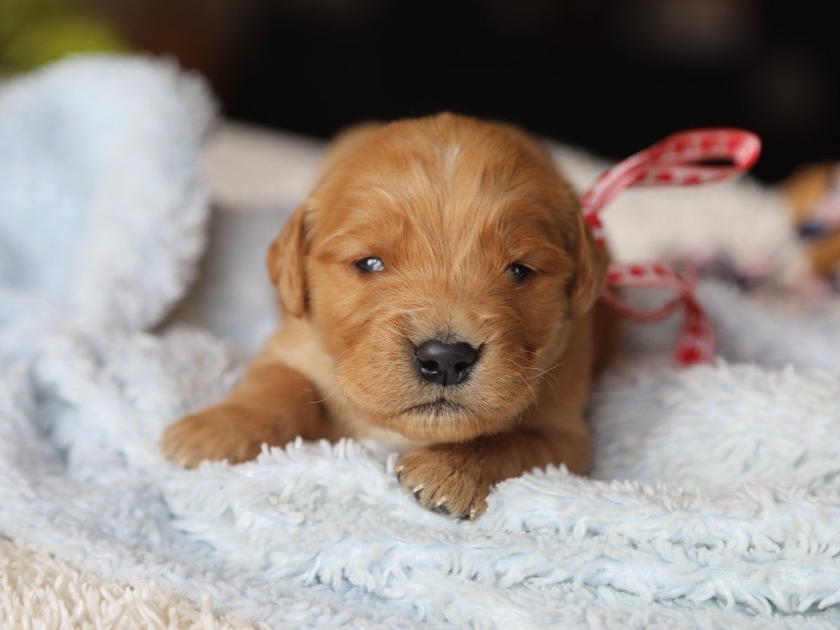 Bud - Click to meet