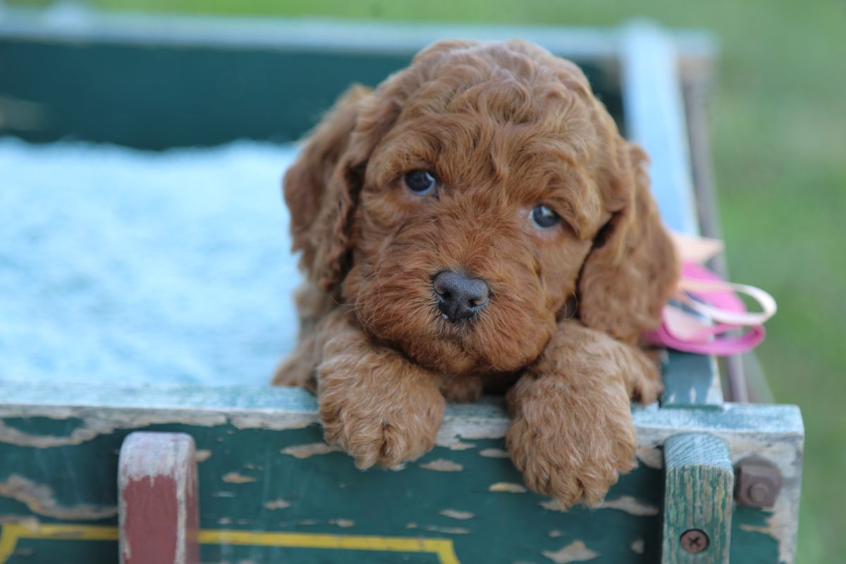 Wren • click to meet