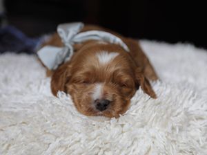 Truffle • click to meet