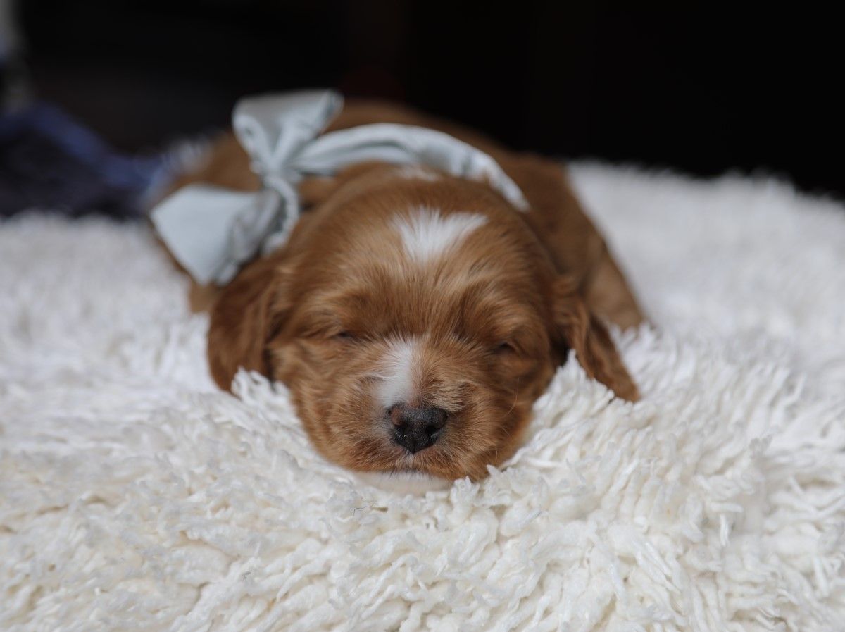 Truffle • click to meet