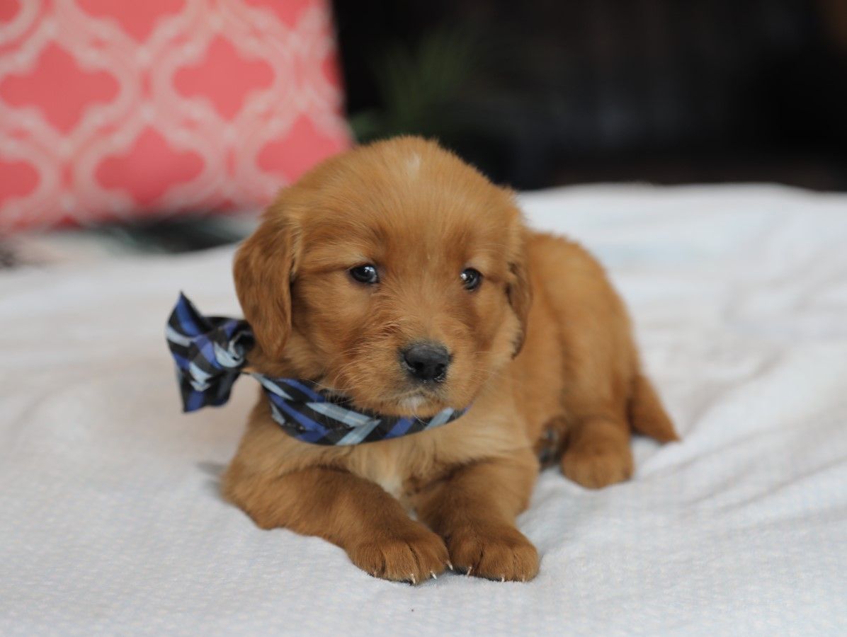 Sawyer (4).JPG