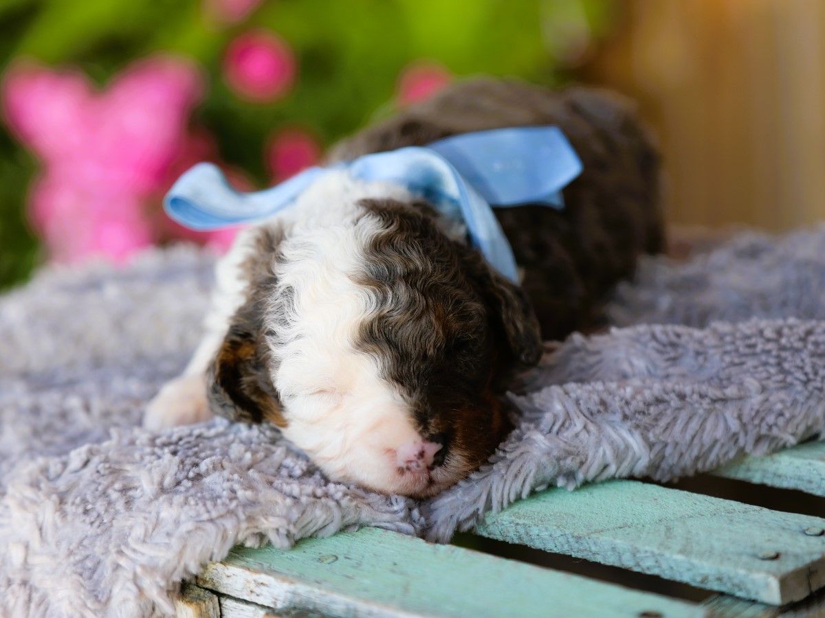 Rambo • click to meet