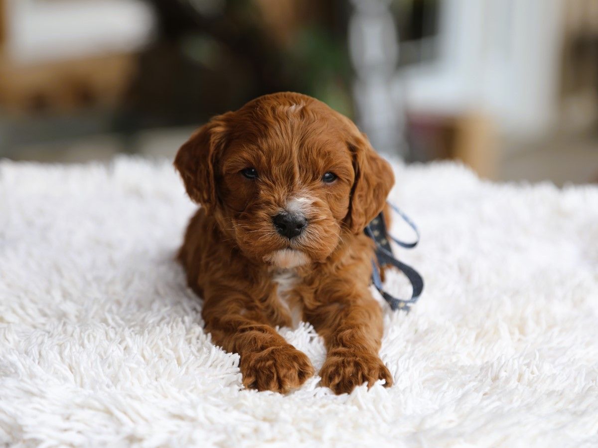 Oliver (3).JPG