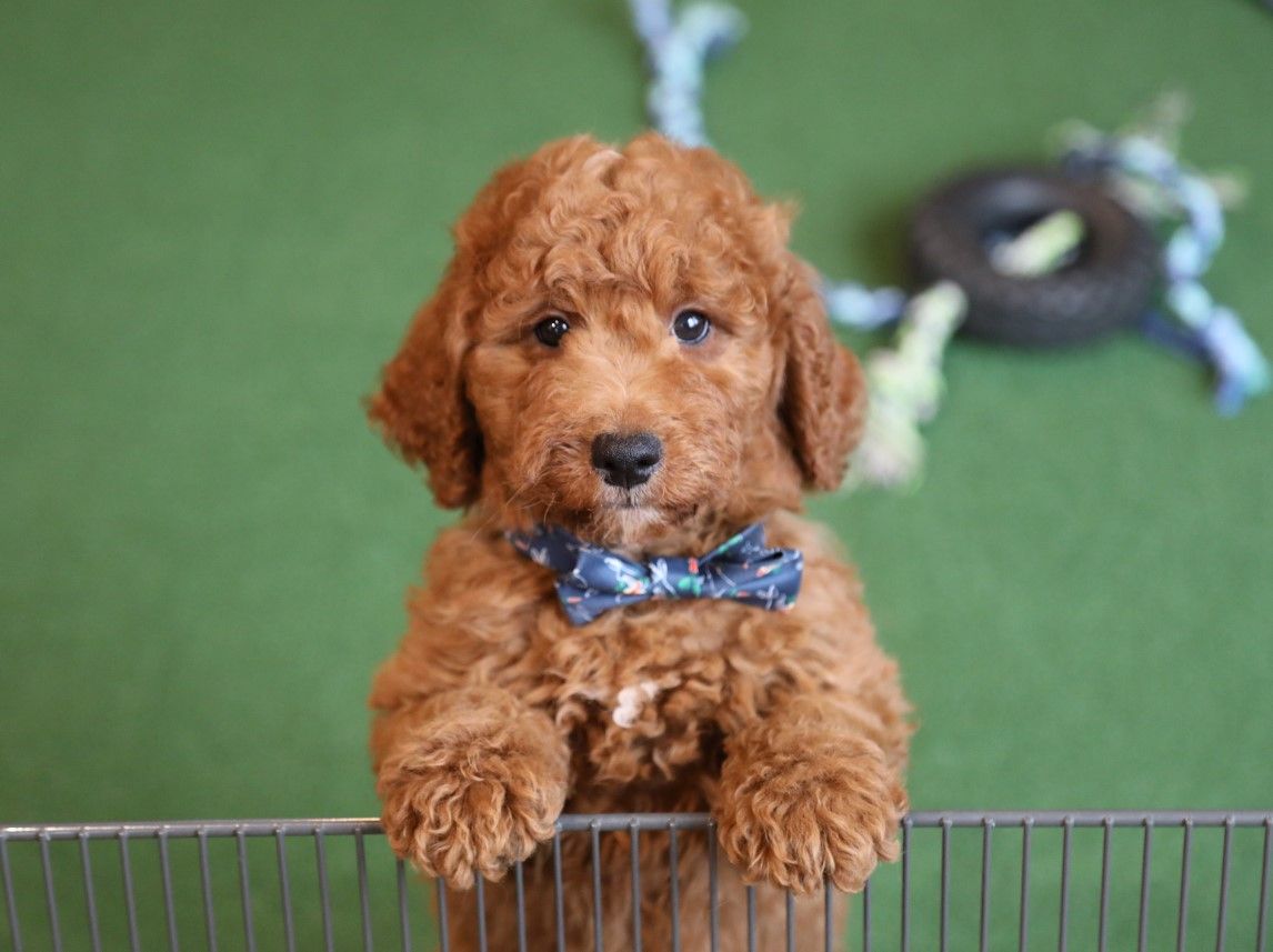  Parker - click to meet