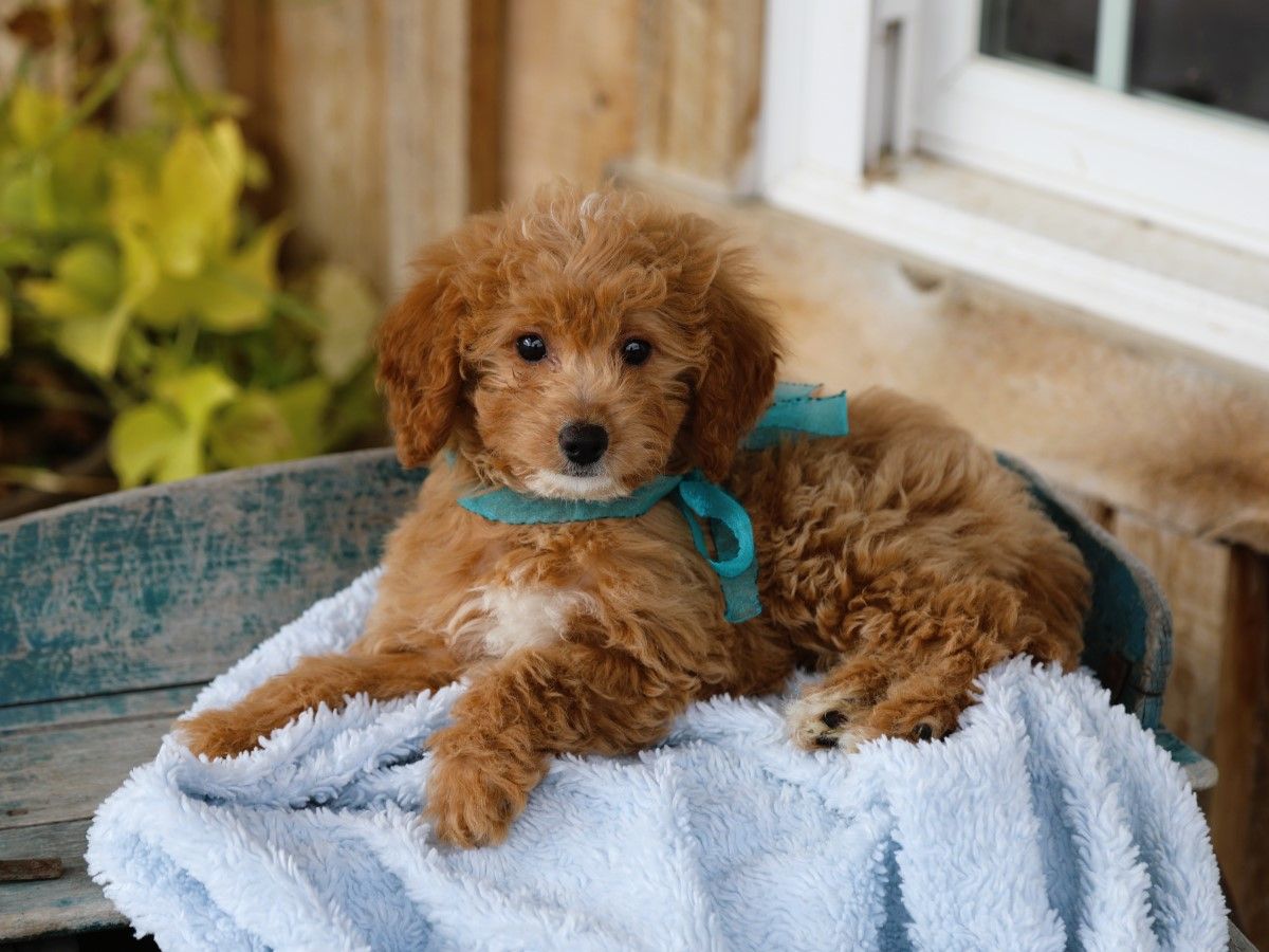 maggy (4).JPG