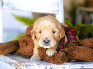 Cooper • Click to meet