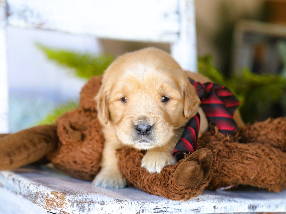 Cooper • Click to meet