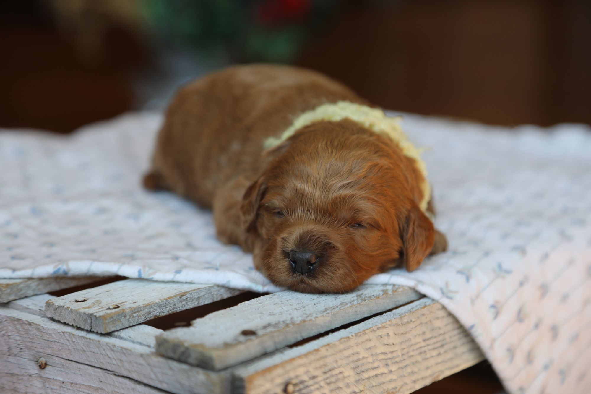 Finn (2).JPG