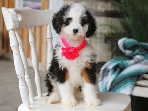 Roxy • Click to Meet