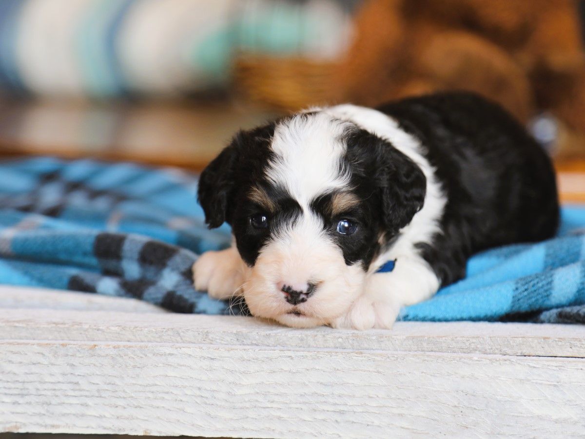 Weston • Click to Meet