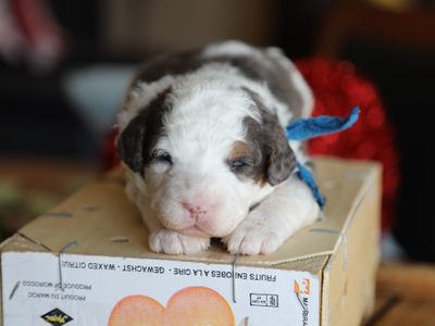 ZEUS • RESERVED