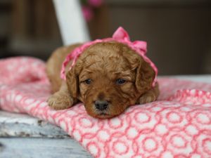 Posie • click to meet
