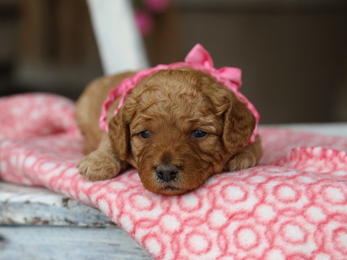 Posie • click to meet