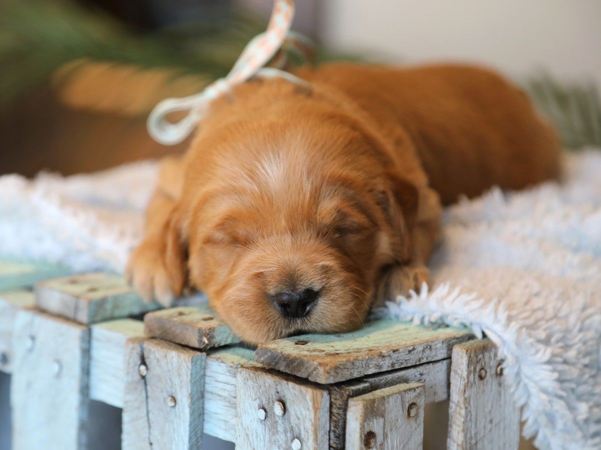 Alexander • click to meet