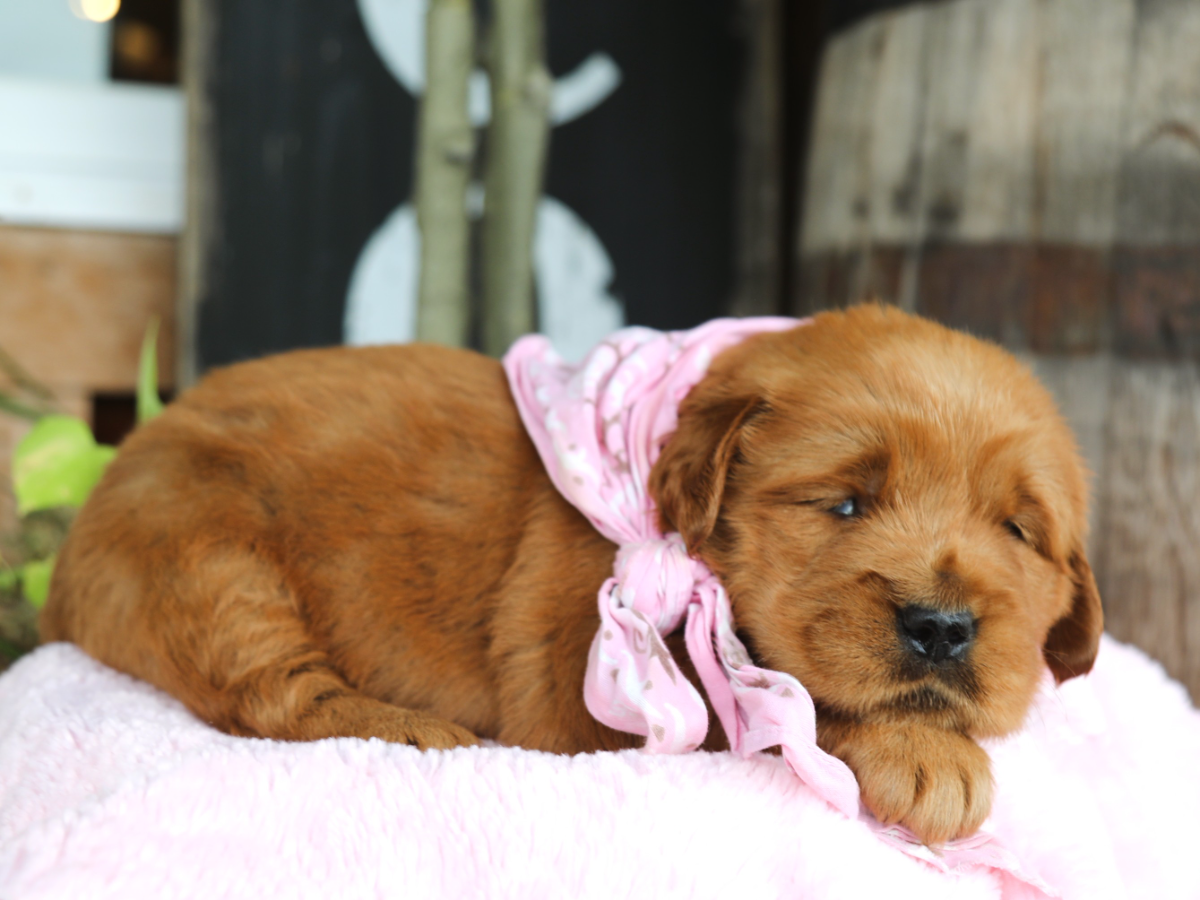 Ethel • click to meet