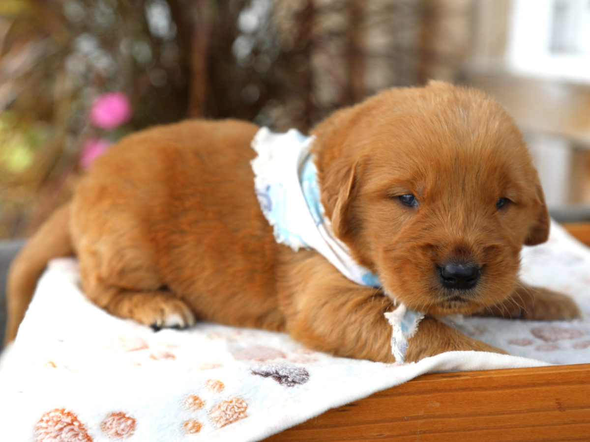 Oliver • click to meet