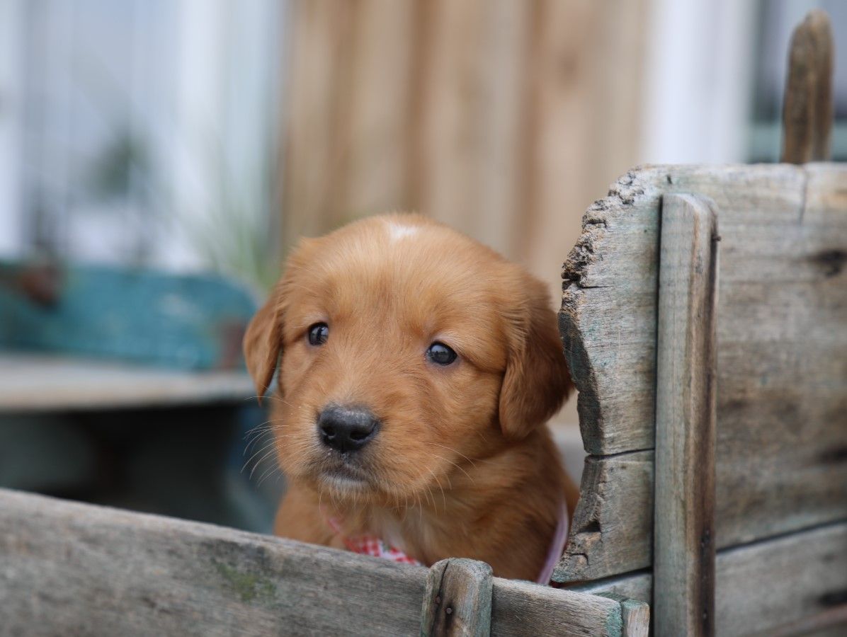 stella (4).JPG