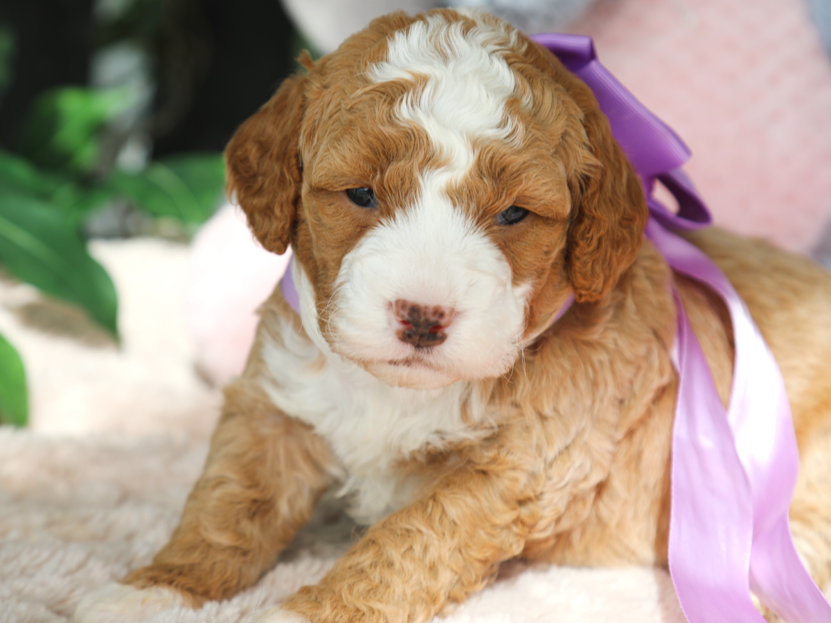 Violet (4).png