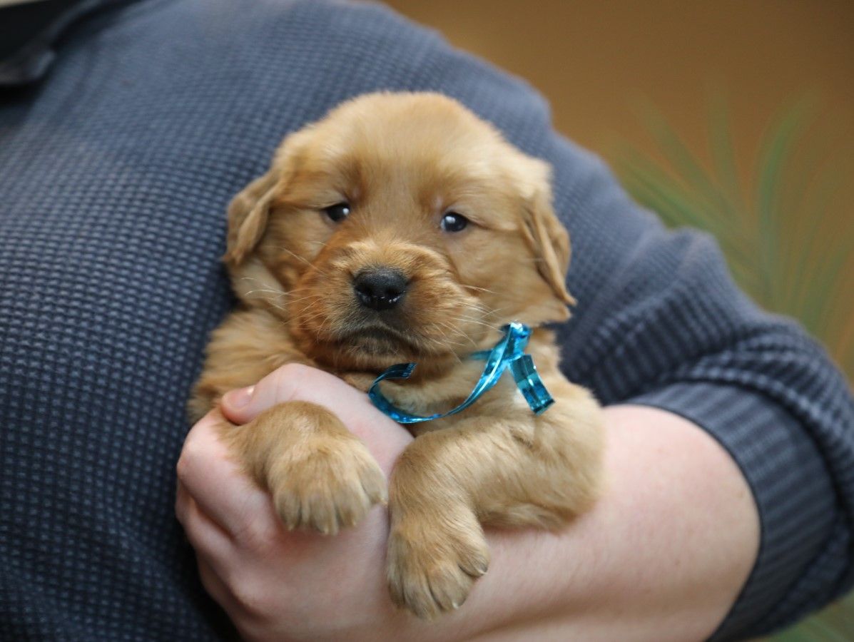 Obie - Click to meet