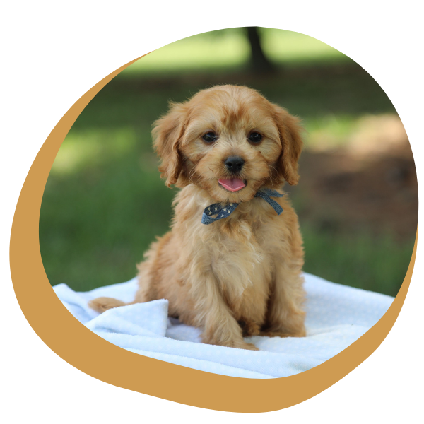 Cavapoo Puppies for Sale - Image 4.png