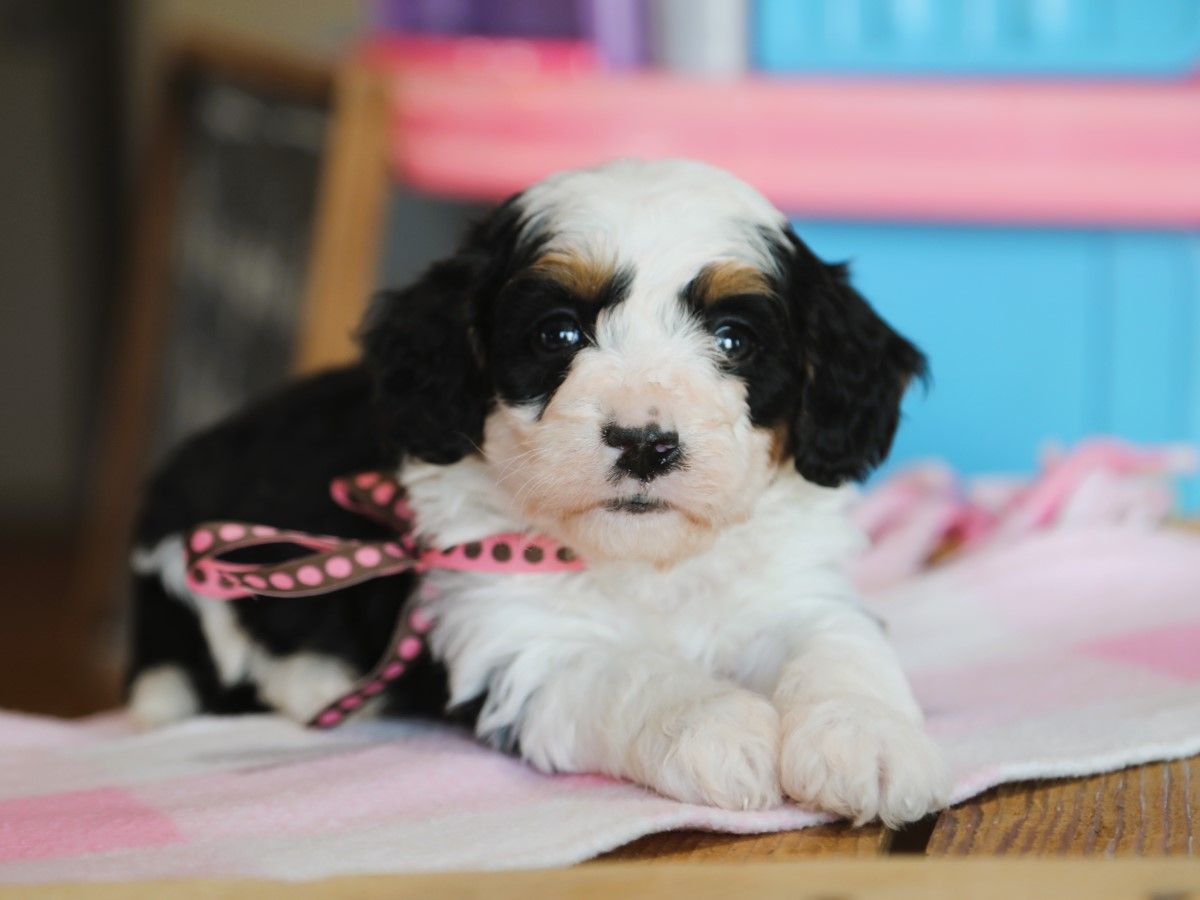 Misty • Click to Meet