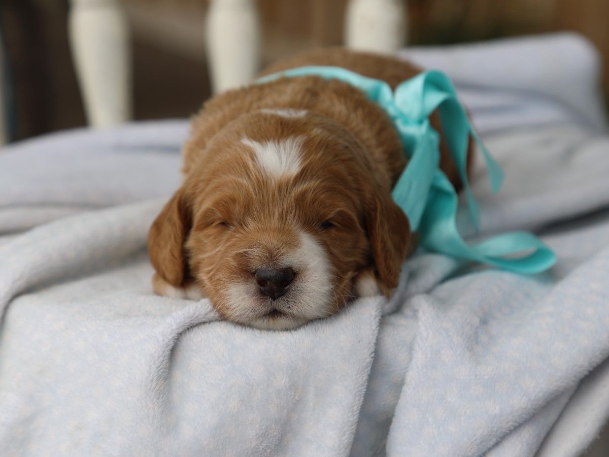 Baxter (3).JPG