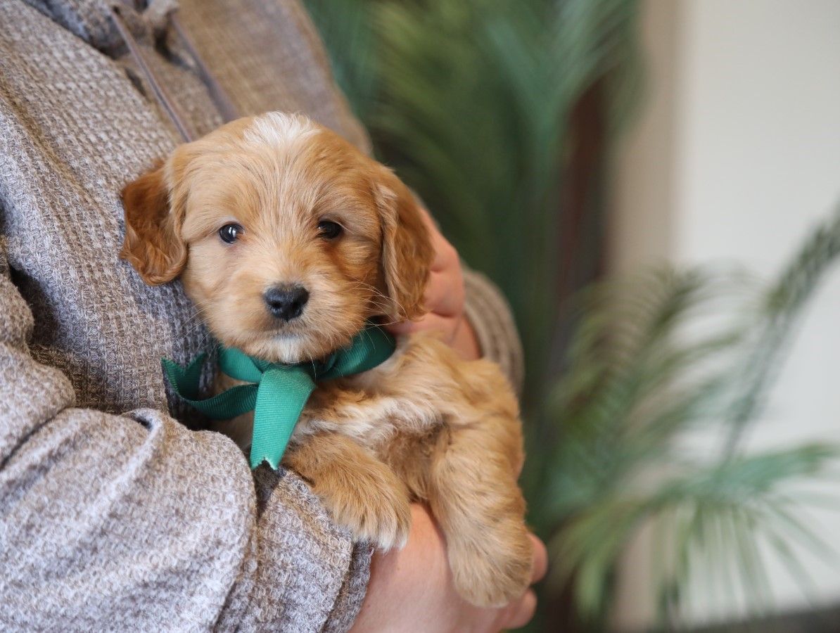  Tanner - click to meet