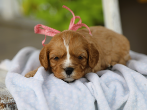 Maple • Click to meet