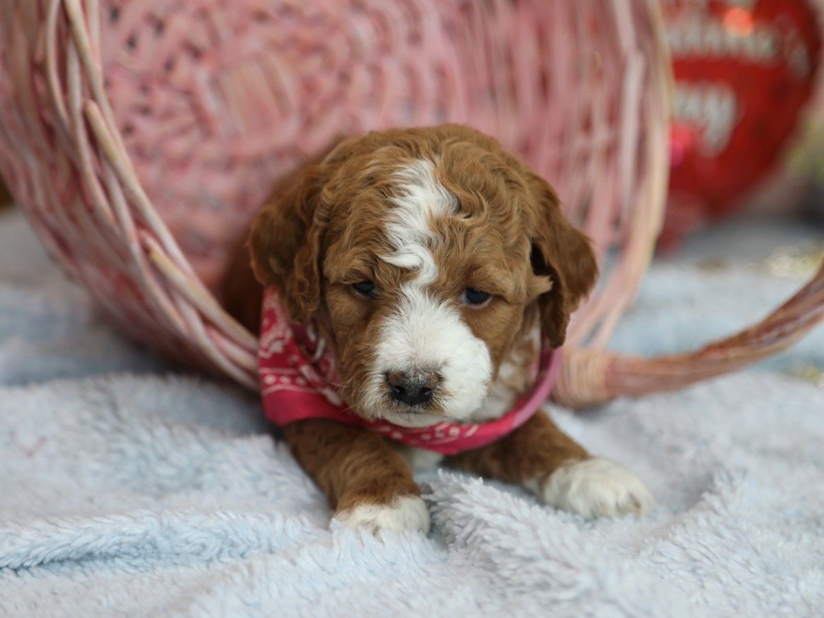 Calli (2).JPG