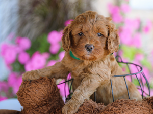 Red Micro Mini Goldendoodle puppy Deacon peeking out of a wire basket in front of pink flowers Deacon: F1b Micro Mini Goldendoodle, Tinker x Markie
