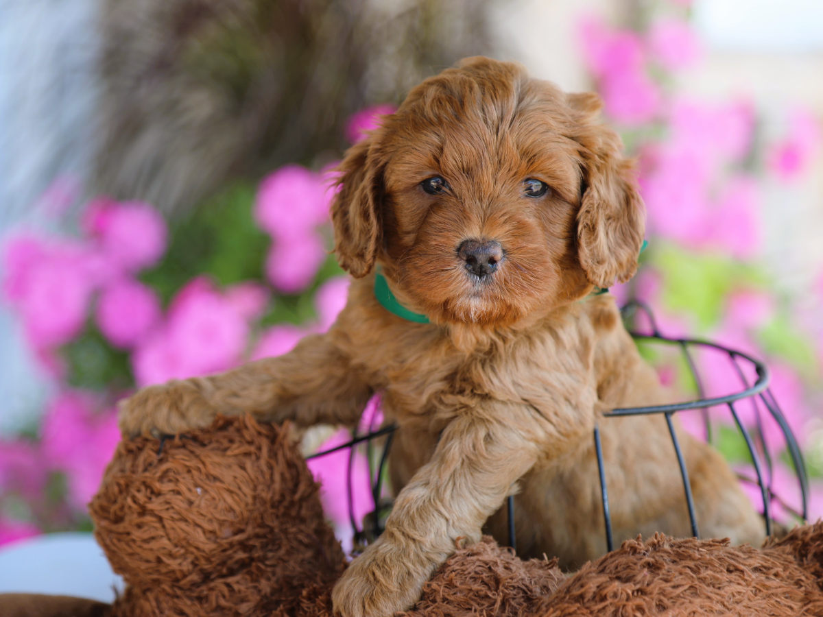 Deacon • click to meet