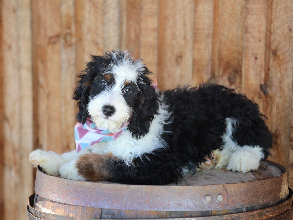  Lily - click to meet