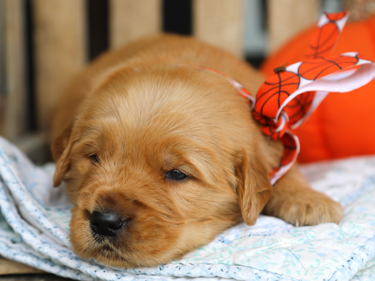 Butterscotch • Click to meet