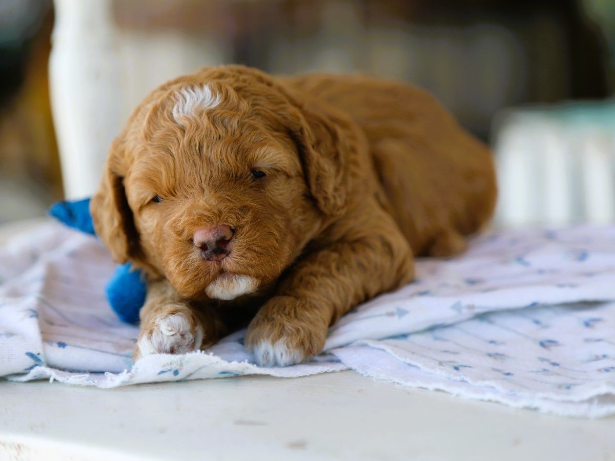 Olly • click to meet