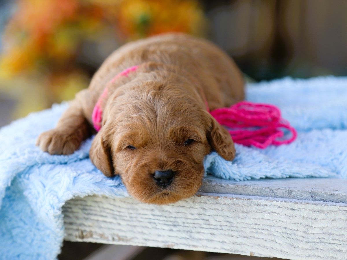 Taffy (2).JPG