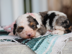 Piper • Click to meet