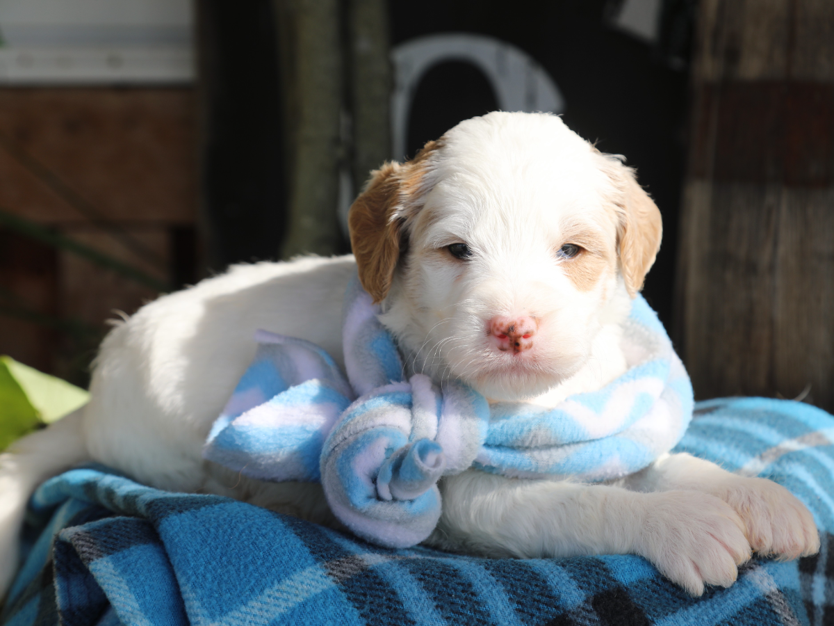 Winchester • click to meet