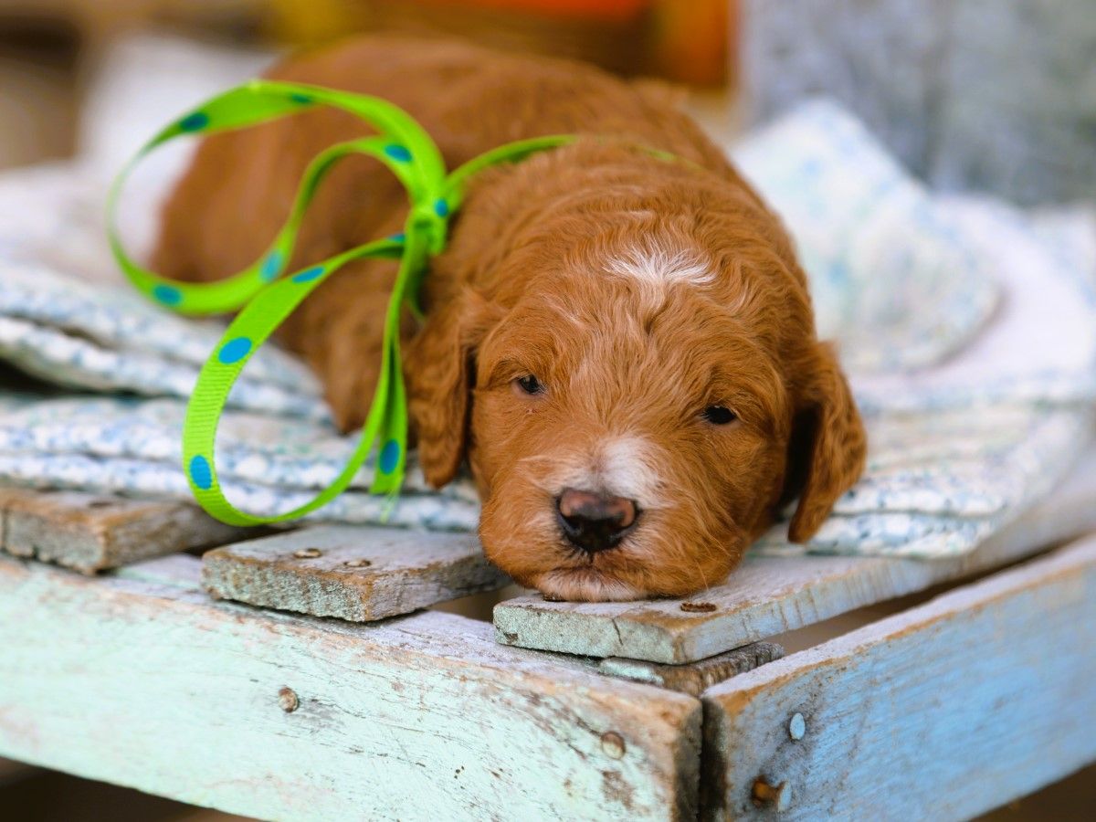 Finnegan • click to meet