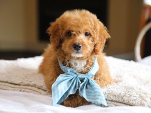  Maple • click to meet