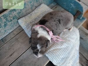 Sally - click to meet