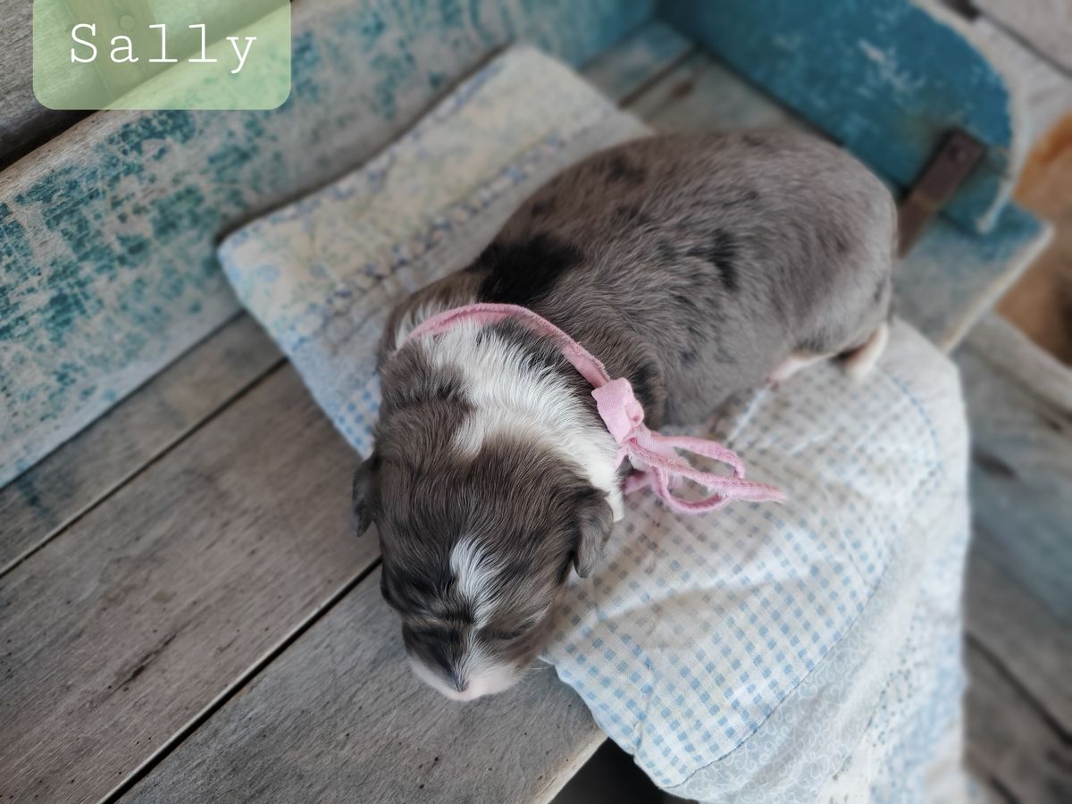 Sally - click to meet