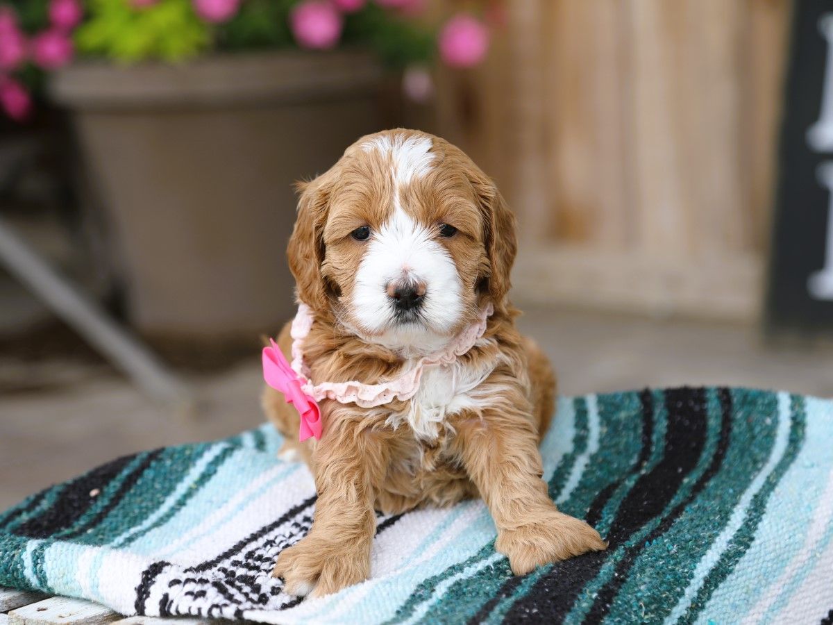 Poppy (4).JPG