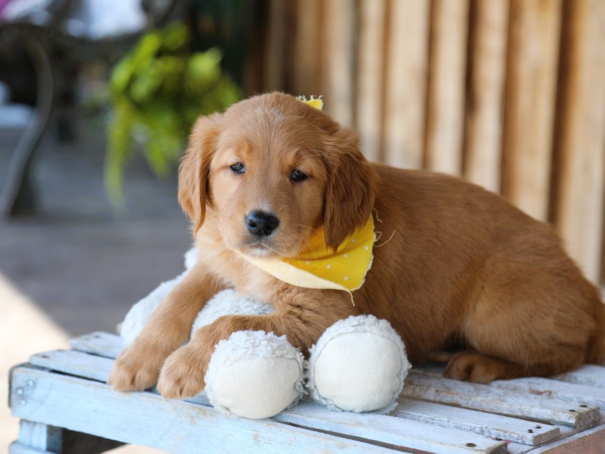 clover (4).JPG