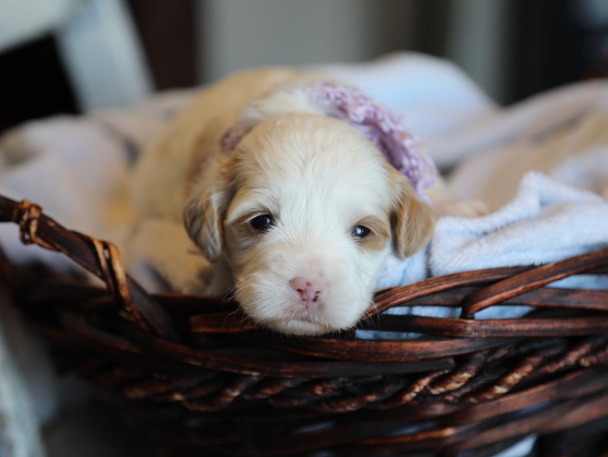 Meadow - click to meet